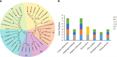 Genome-wide identification and expression analysis of AUX/LAX family genes in Chinese hickory (Carya cathayensis Sarg.) Under various abiotic stresses and grafting